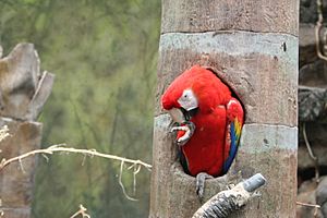 Archivo:Scarlet Macaw (Ara macao) -nest -Henry Doorly Zoo