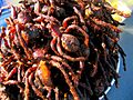 Skun spiders closeup