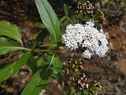 Stevia lucida - hierba de la araña.jpg