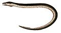 Synbranchus marmoratus1