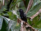 Thamnophilus cryptoleucus Castelnau's Antshrike (male); Benjamin Constant, Amazonas, Brazil.jpg