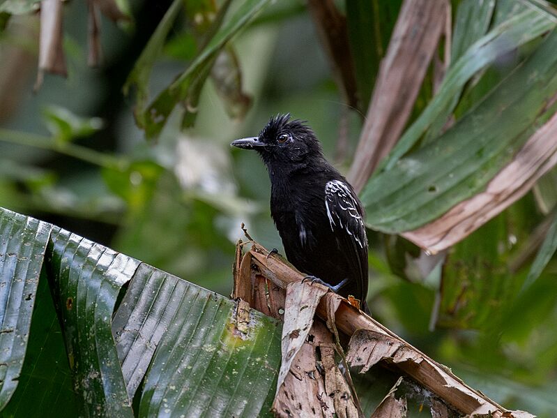 Thamnophilus cryptoleucus Castelnau's Antshrike (male); Benjamin Constant, Amazonas, Brazil