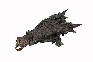 Archivo:The Childrens Museum of Indianapolis - Dracorex actual skull