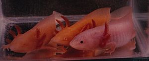 Archivo:Three Colors of Axolotl