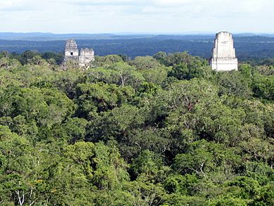 Archivo:Tikal From Temple IV