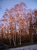 Archivo:Union-Bay-Natural-Area-Birches-in-winter-2900