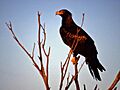 Wedge Tailed Eagle