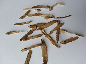 Archivo:鵝掌楸種子 Liriodendron chinense (2)