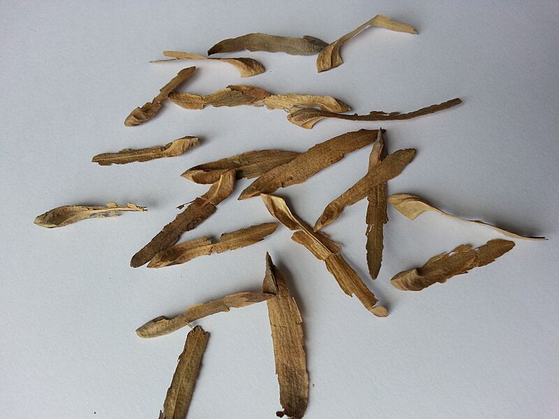 鵝掌楸種子 Liriodendron chinense (2)