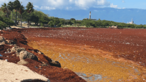 Archivo:ALGAS EN REPUBLICA DOMINICANA