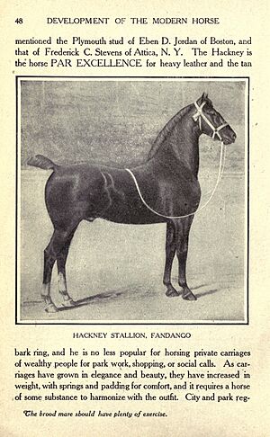 Archivo:A sketch of the development of the modern horse (Page 48) BHL18076677