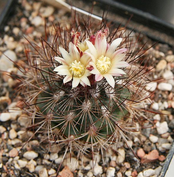 Acharagma aguirreanum 01