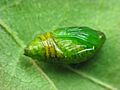 Alsophila pometaria pupa