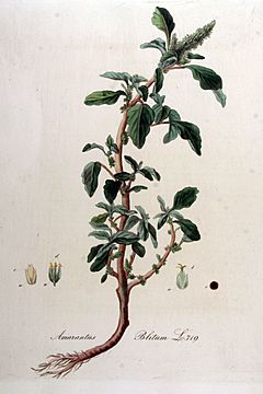 Archivo:Amaranthus blitum — Flora Batava — Volume v9