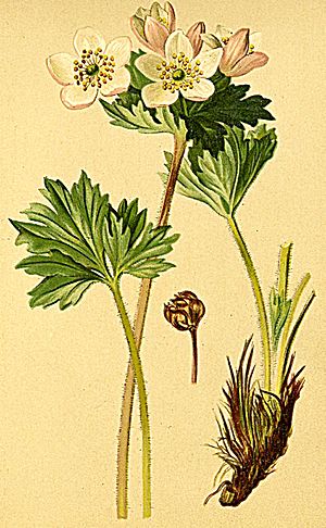 Archivo:Anemone narcissifolia Atlas Alpenflora