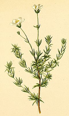 Archivo:Arenaria grandiflora Atlas Alpenflora
