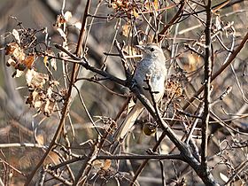 Asthenes usheri White-tailed Canastero; Limatambo, Cuzco, Peru (cropped).jpg