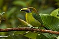 Blue-throated Toucanet - Panama H8O8999