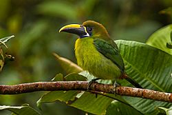 Blue-throated Toucanet - Panama H8O8999.jpg