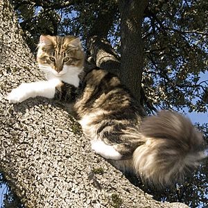 Archivo:Bosque de noruega gatos