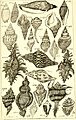 Catalogue systématique et raisonné, ou, Description du magnifique cabinet appartenant ci-devant à M. le c. de *** - ouvrage intéressant pour les naturalistes, and pour les amateurs de l'histoire (14761768821)