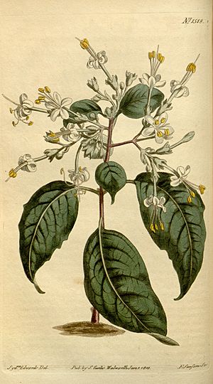 Archivo:Clerodendrum tomentosum Bot. Mag. 37.1518