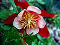 Columbine (Aquilegia caerulea) - 1