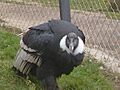 Condor del Páramo de Mifafi
