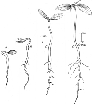 Archivo:Cornus seedling