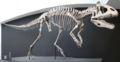Cryolophosaurus ellioti