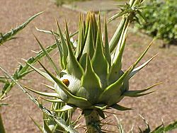 Cynara cardunculus0.jpg