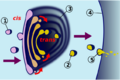Dictiosome