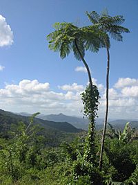Archivo:DirkvdM baracoa palmtrees