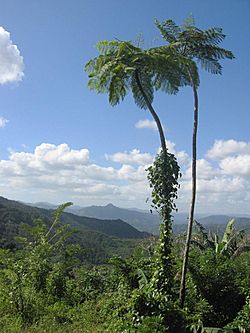DirkvdM baracoa palmtrees.jpg