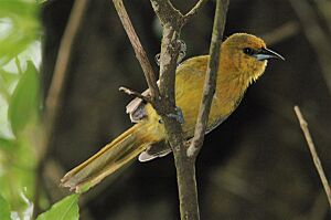 Archivo:Female Montserrat Oriole