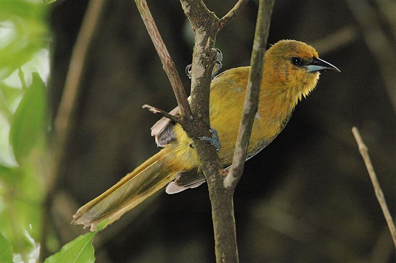 Female Montserrat Oriole