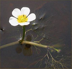 Archivo:Fijne waterranonkel Ranunculus aquatilis var. diffusus