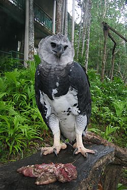 Harpy Eagle at the Summit Botanical Gardens and Zoo, Panamá (2004).jpg