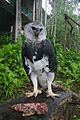 Harpy Eagle at the Summit Botanical Gardens and Zoo, Panamá (2004)