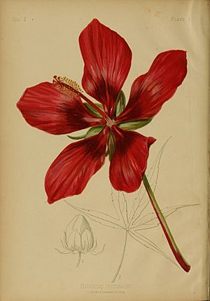 Archivo:Hibiscus coccineus by Thomas Meehan