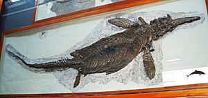 Archivo:Ichthyosaurus communis 2