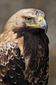 Kaiseradler Aquila heliaca 5 amk