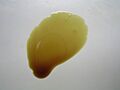 Kurbiskernol