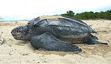 Archivo:Leatherback sea turtle Tinglar, USVI (5839996547)