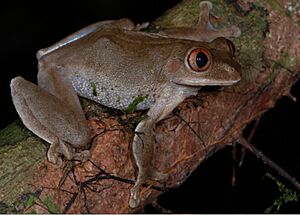 Archivo:Leptopelis macrotis (10.3897-zse.90.7120) Figure 2 (cropped)
