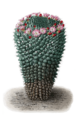 Mammillaria carnea pm