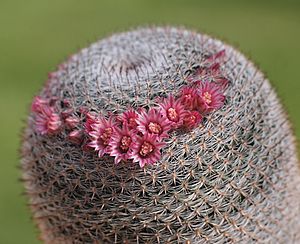 Archivo:Mammillaria pseudoperbella (7207705132)