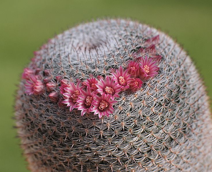 Mammillaria pseudoperbella (7207705132)