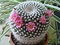 Mammillaria standleyi (craigii) (485497820)