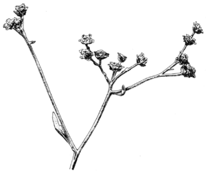 Archivo:PSM V81 D323 Flowers of the guayule
